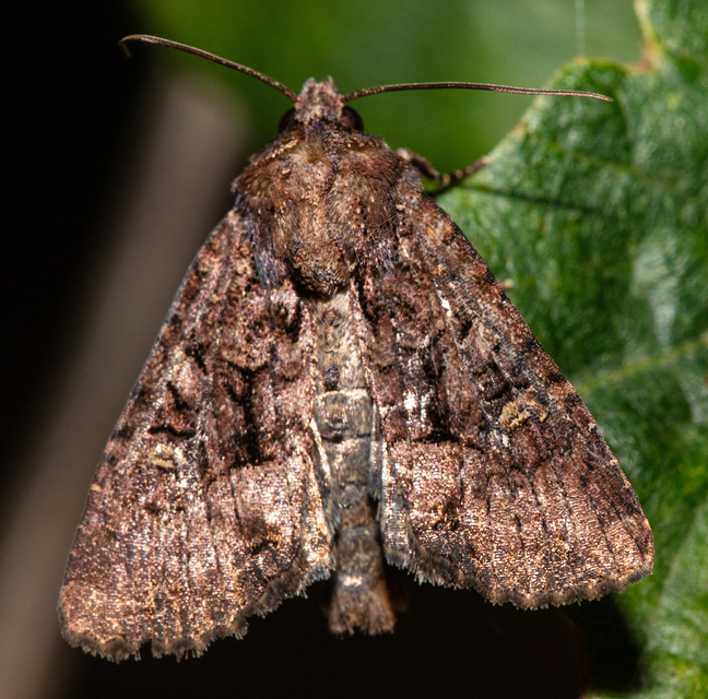 Mesapamea secalella/secalis