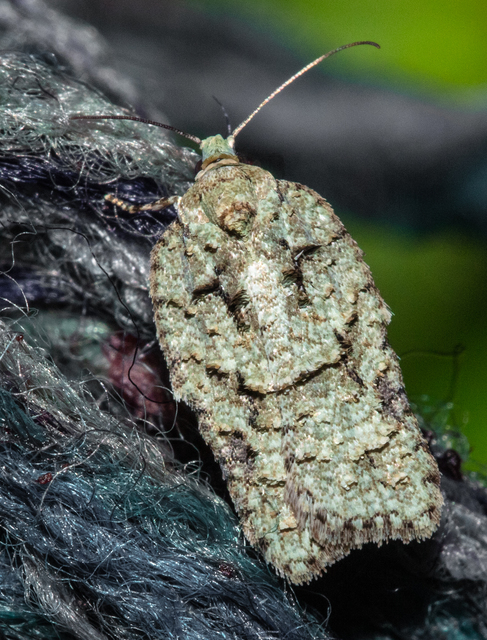 Acleris literana - zöldesfehér levélmoly