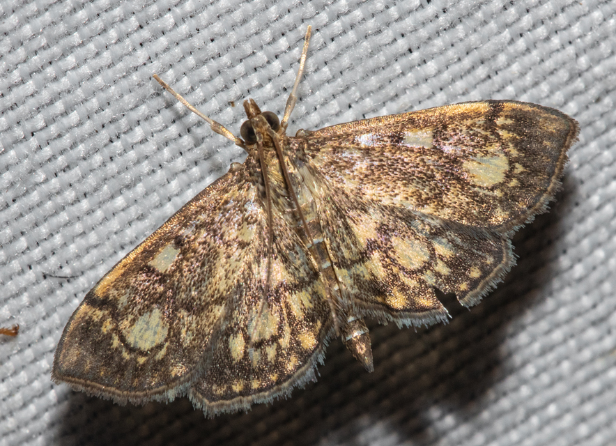 Anania stachydalis - mocsári dudvamoly