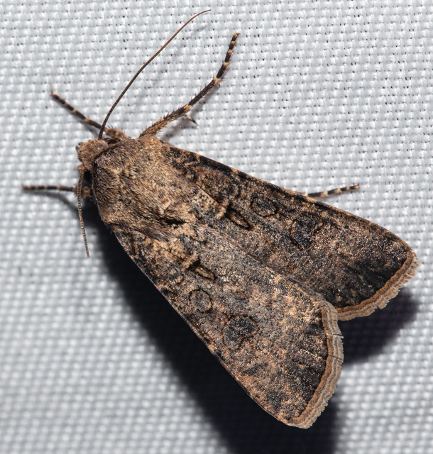 Agrotis segetum - vetési földibagoly