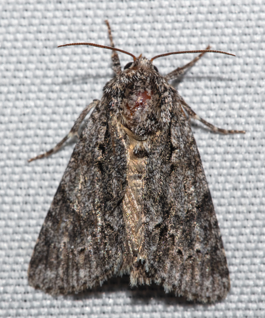 Acronicta auricoma - aranyos szigonyosbagoly