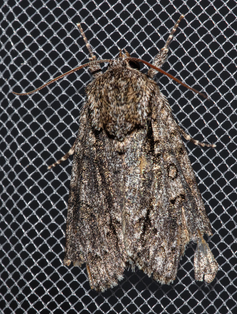 Acronicta auricoma - aranyos szigonyosbagoly
