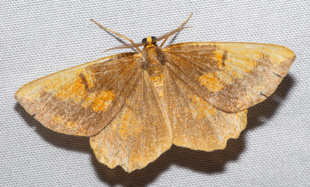 Angerona prunaria - sárga kökényaraszoló