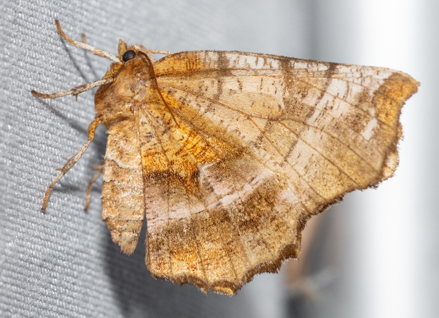 Selenia dentaria - kétfoltos holdasaraszoló