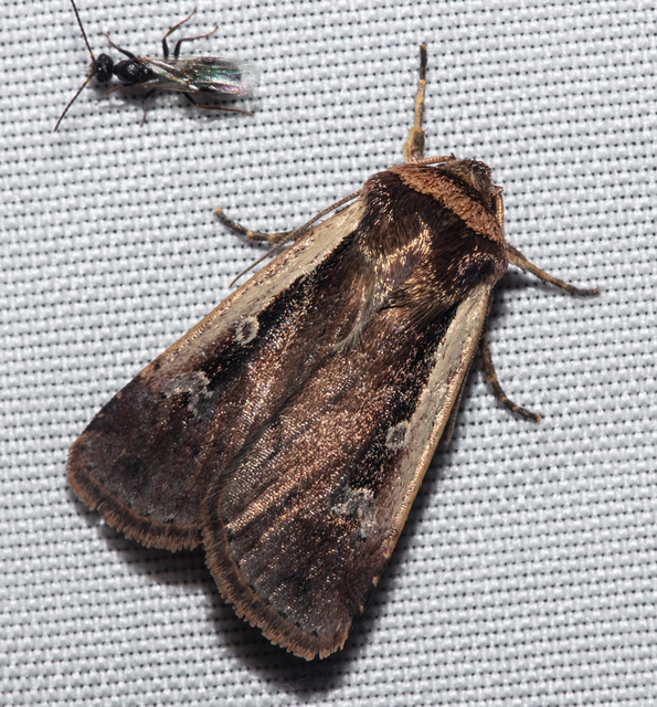 Ochropleura plecta - fehérszegélyű fűbagoly