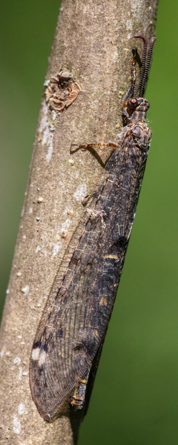 Distoleon tetragrammicus - négyfoltos hangyaleső