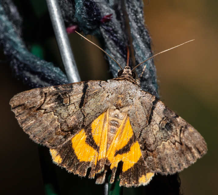 Catocala hymenaea - kökény-övesbagoly