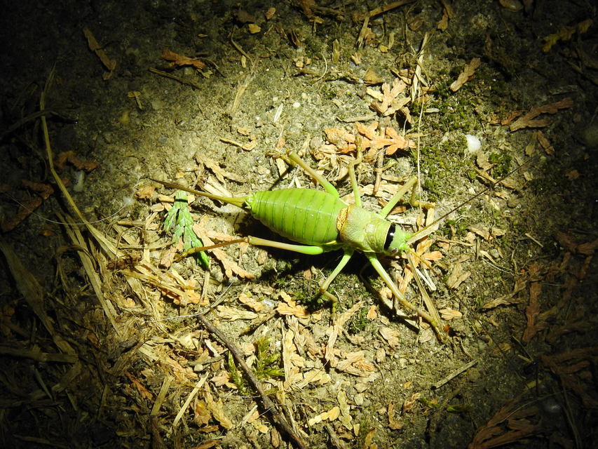 Ephippiger ephippiger - nyergesszöcske