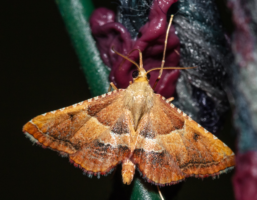 Endotricha flammealis - tüzesszárnyú fényilonca