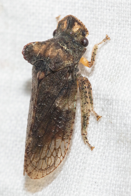 Ledra aurita - füleskabóca