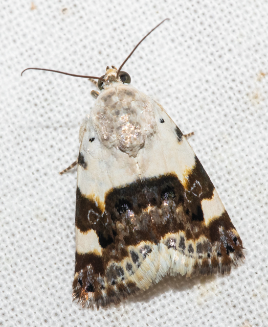 Acontia lucida - fehér nappalibagoly