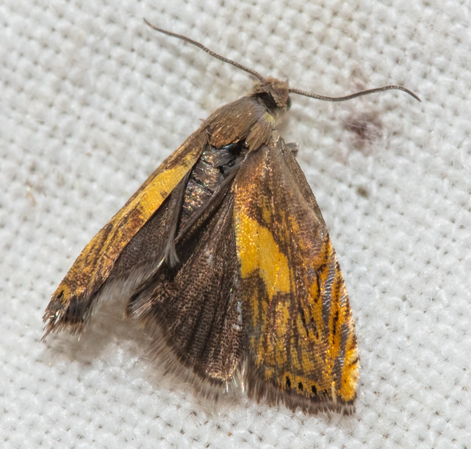 Dichrorampha