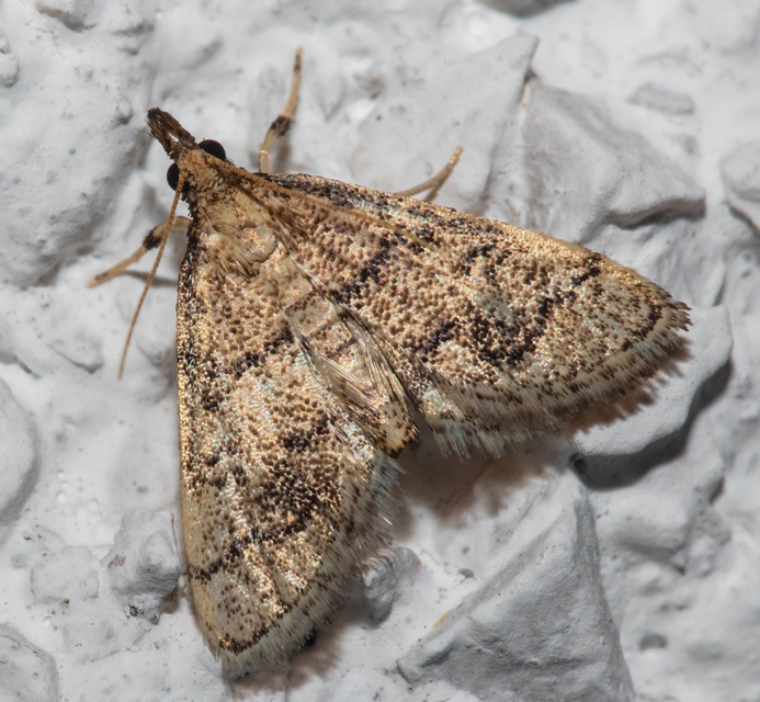 Metasia ophialis - kígyósávos tűzmoly