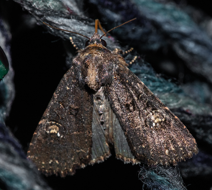 Mesapamea secalella/secalis