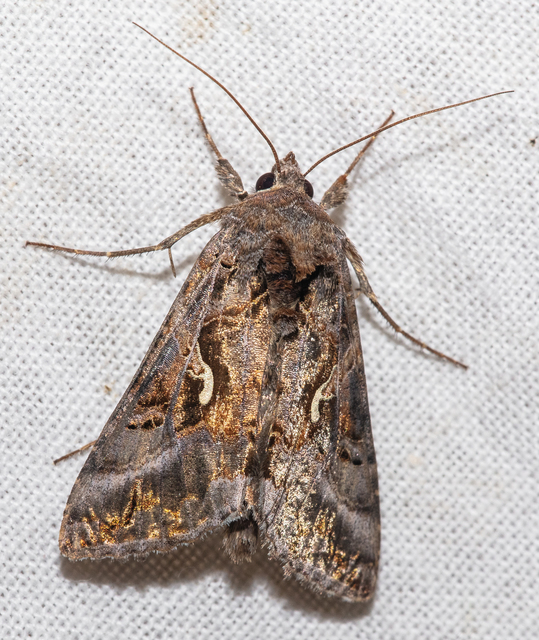 Autographa gamma - gammalepke