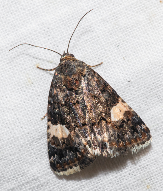 Tyta luctuosa - fekete nappalibagoly