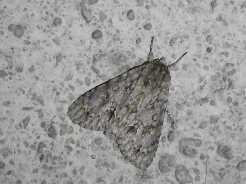 Acronicta aceris - vadgesztenye-szigonyosbagoly