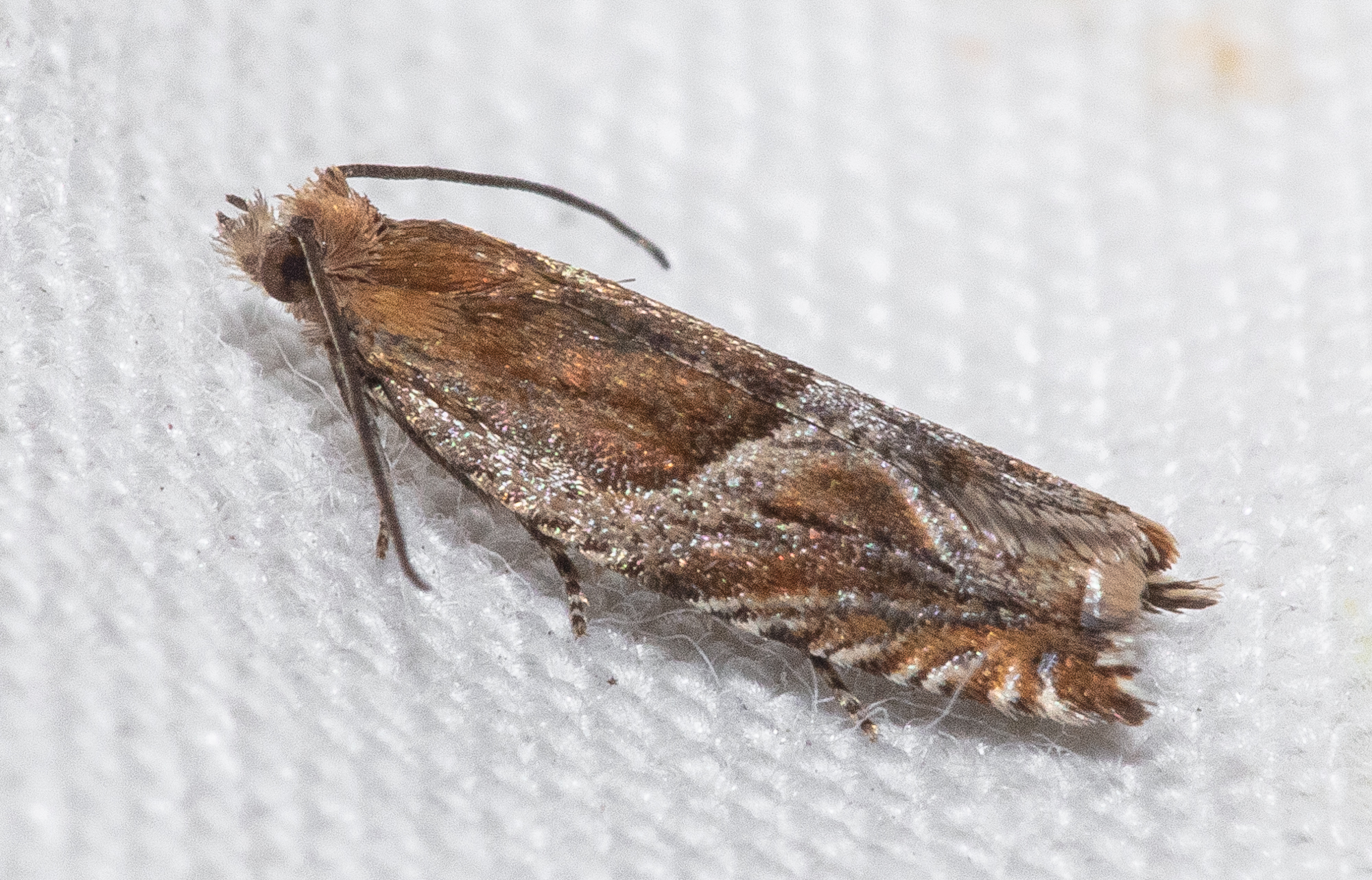 Ancylis comptana - szamóca-horgasmoly