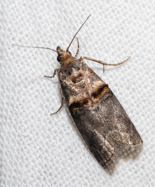 Trachonitis cristella - bokorrágó karcsúmoly
