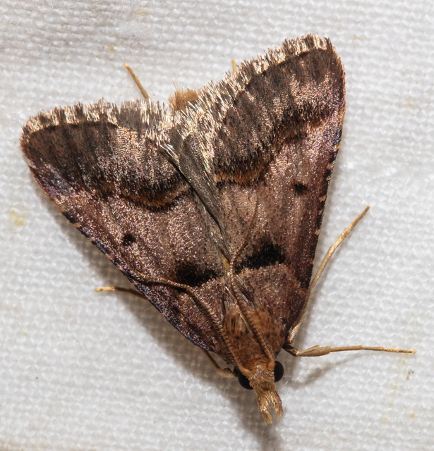 Stemmatophora brunnealis - barna fényilonca