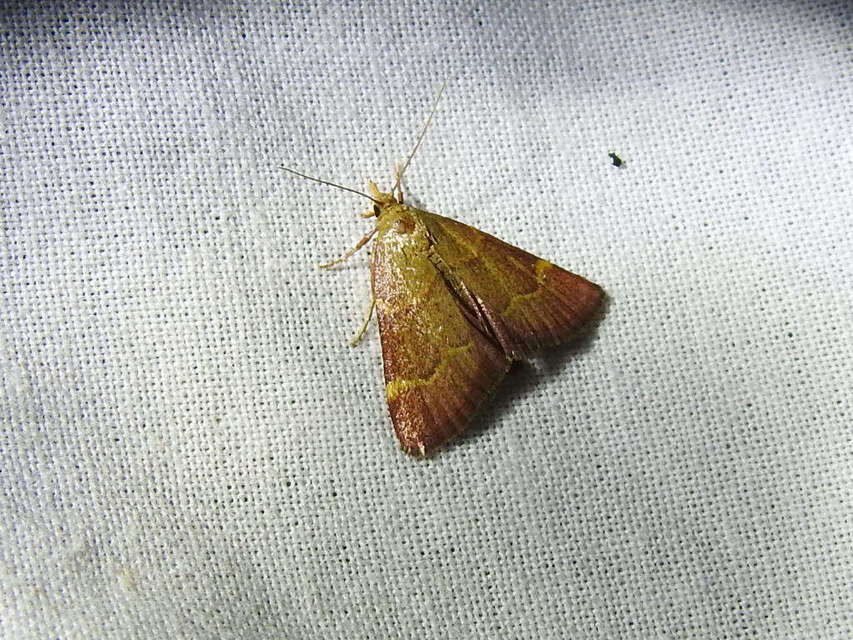Hypsopygia rubidalis - vörös fényilonca