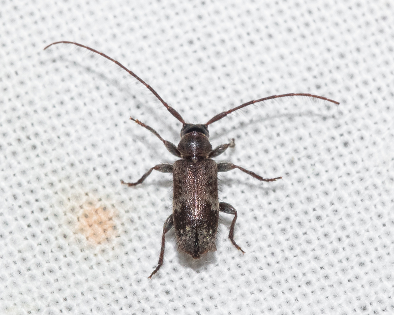 Exocentrus adspersus - tölgyfa-rőzsecincér