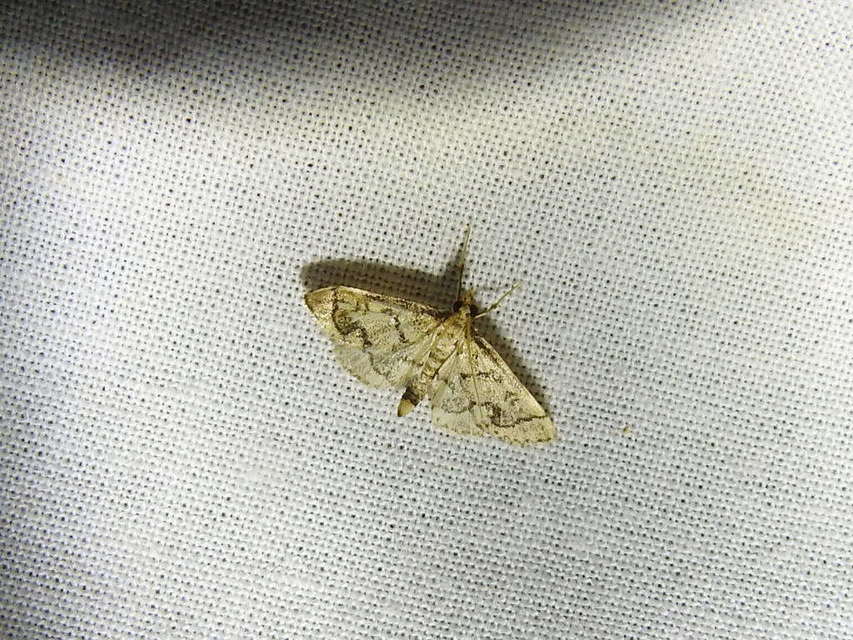 Metasia ophialis - kígyósávos tűzmoly