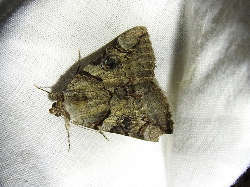 Catocala hymenaea - kökény-övesbagoly