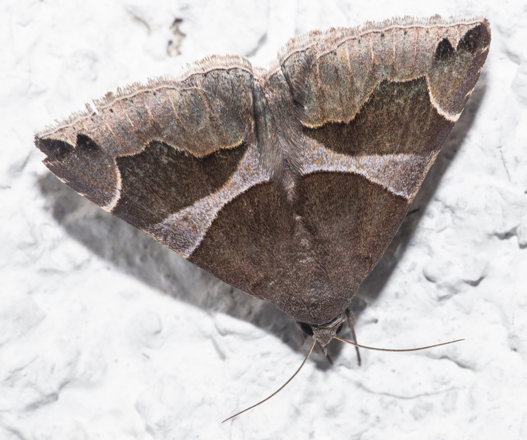 Dysgonia algira - déli porcelánbagoly