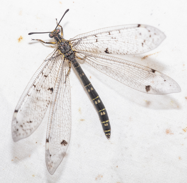 Distoleon tetragrammicus - négyfoltos hangyaleső