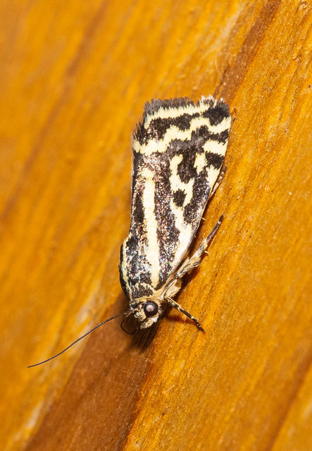 Emmelia trabealis - zebrabagoly