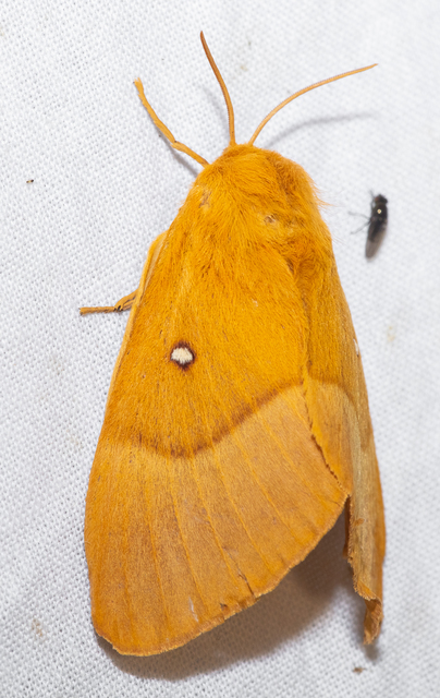 Lasiocampa quercus - tölgyfaszövő