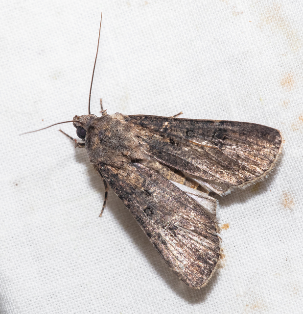 Agrotis segetum - vetési földibagoly