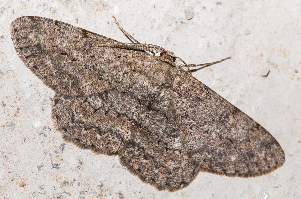 Hypomecis punctinalis - pettyes faaraszoló