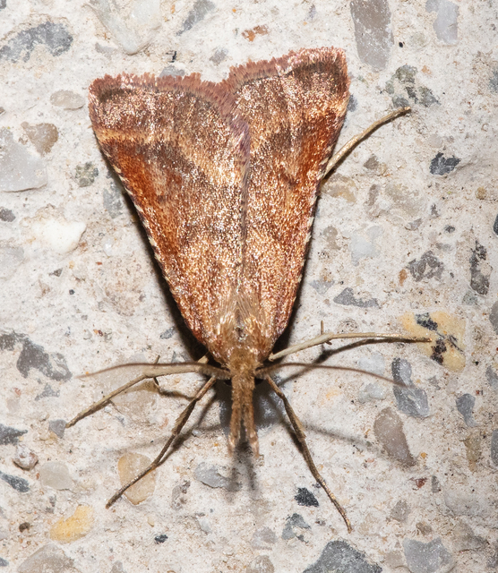 Synaphe punctalis - hosszúlábú fényilonca