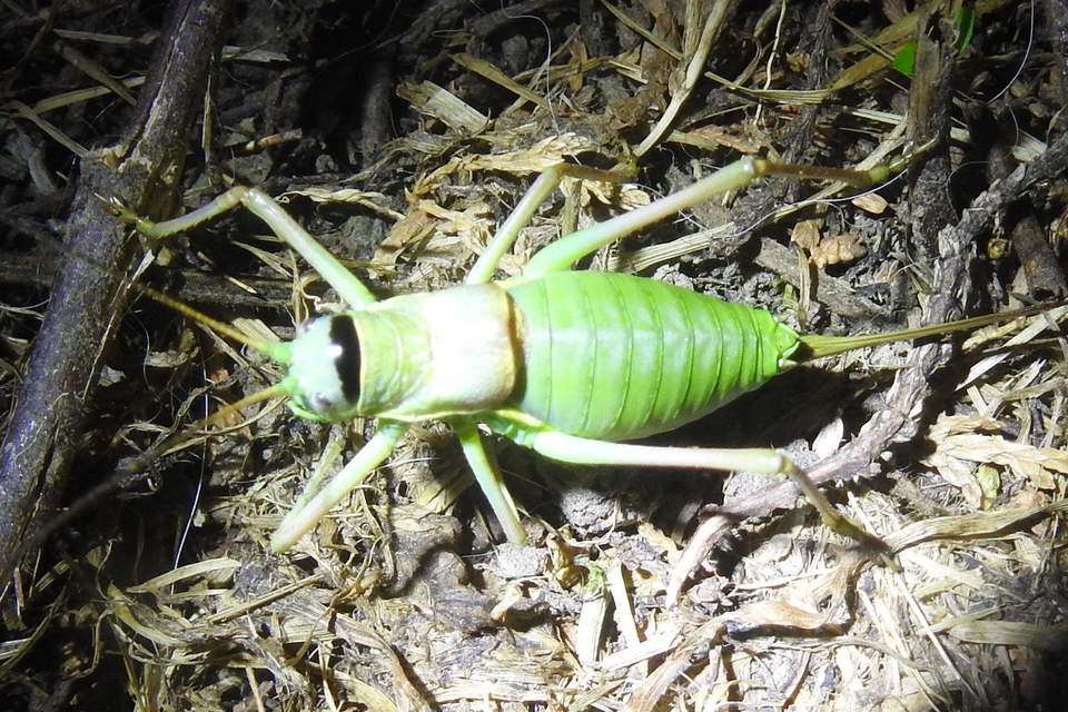 Ephippiger ephippiger - nyergesszöcske