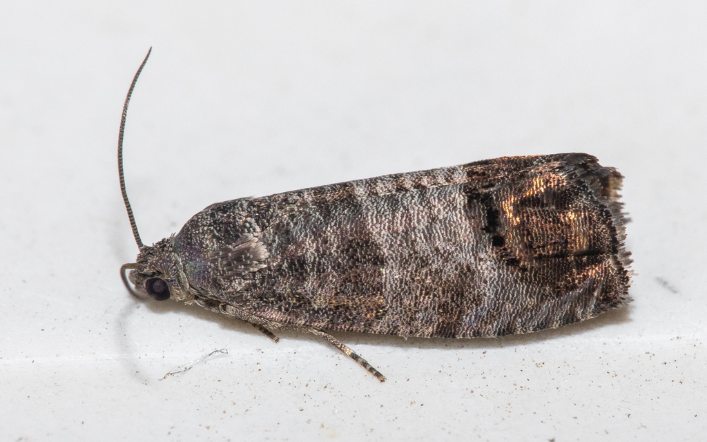 Cydia pomonella - almamoly