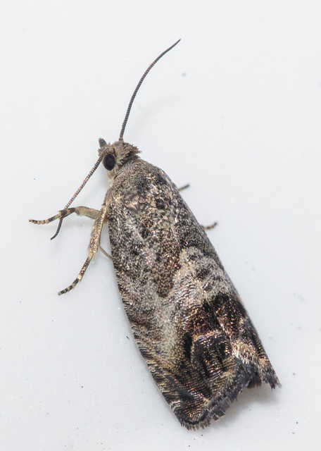 Cydia splendana - tölgymakkmoly