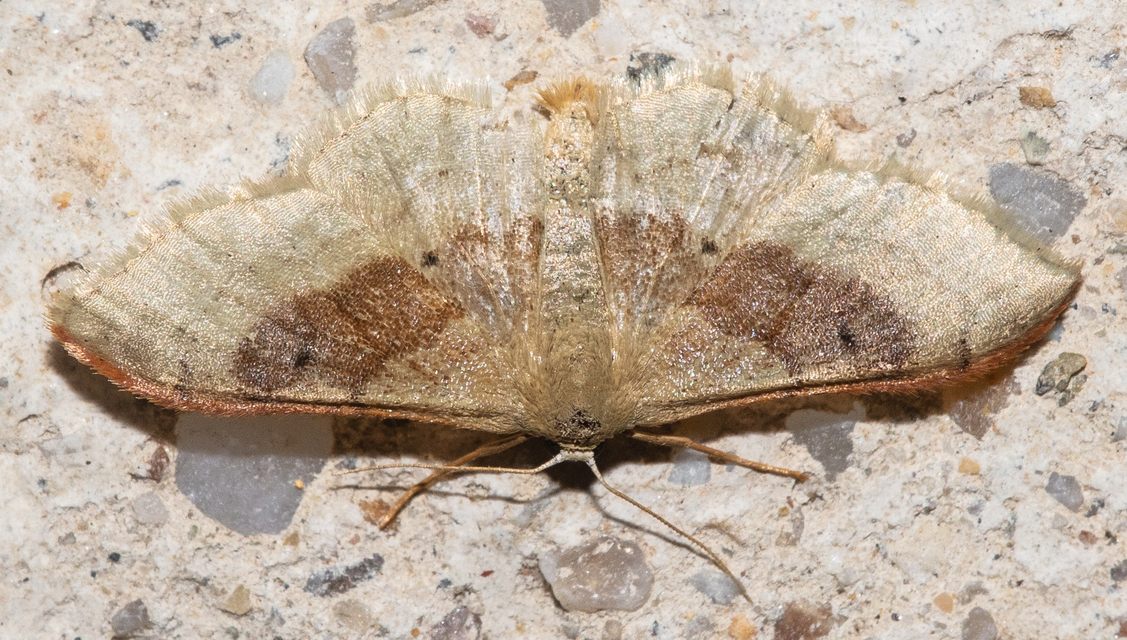 Idaea degeneraria - barnasávos araszoló