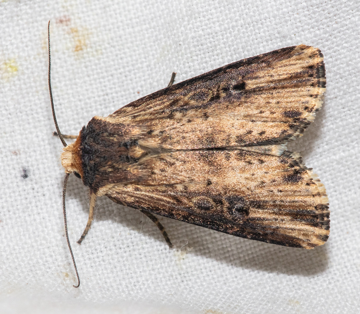 Axylia putris - vonalkás földibagoly