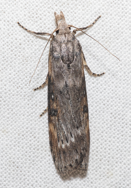 Lamoria anella - törmelékmoly