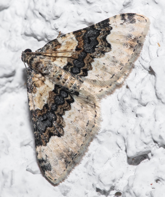 Epirrhoe galiata - sávos galajaraszoló