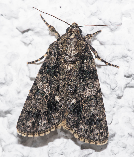 Acronicta rumicis - sóska-szigonyosbagoly