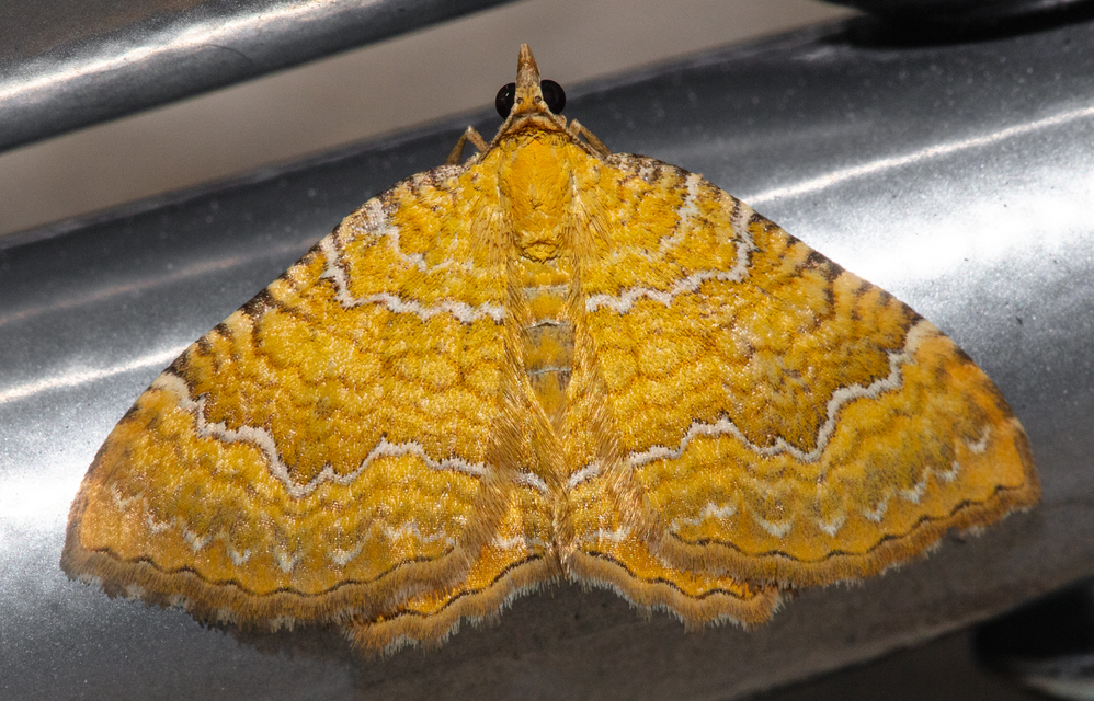 Camptogramma bilineata - kétvonalas sávosaraszoló