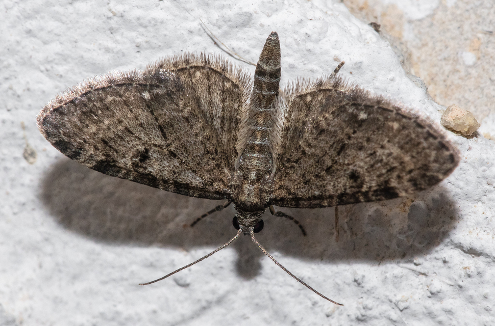Eupithecia virgaureata - aranyvessző-törpearaszoló