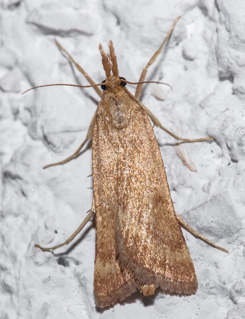 Synaphe punctalis - hosszúlábú fényilonca