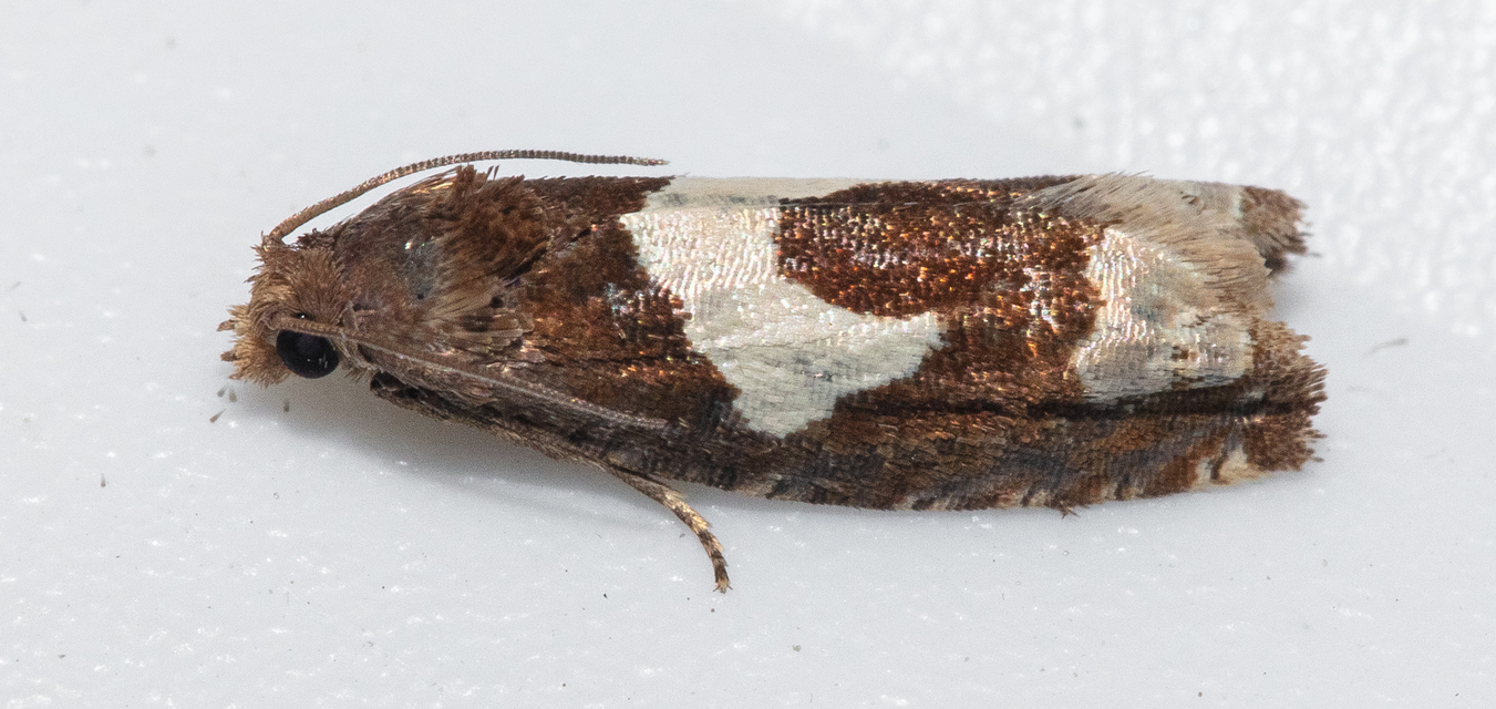 Epiblema foenella - kampósfoltú tükrösmoly