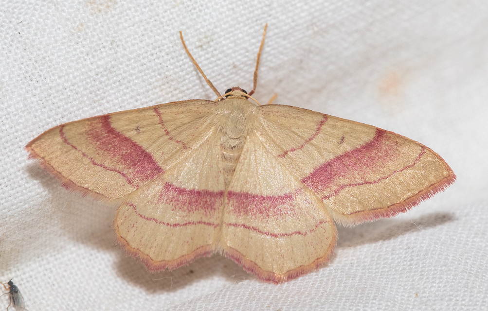 Rhodostrophia vibicaria - pirosszélű araszoló