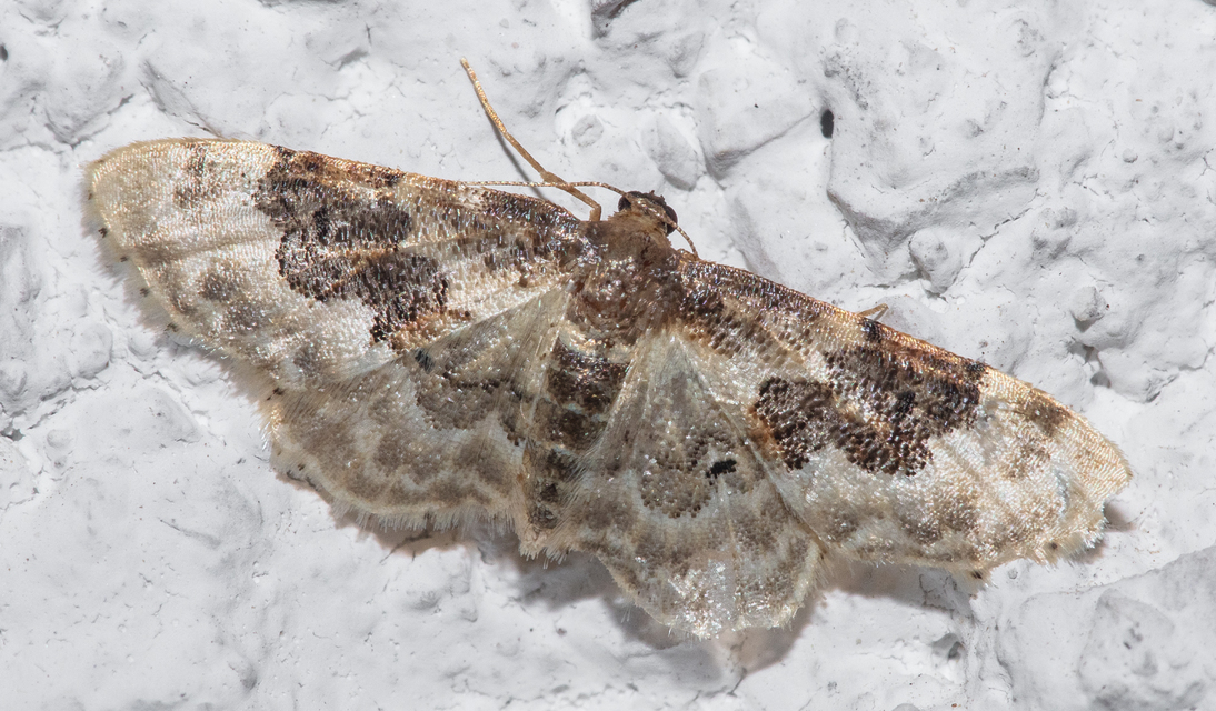 Idaea rusticata - tarka apróaraszoló