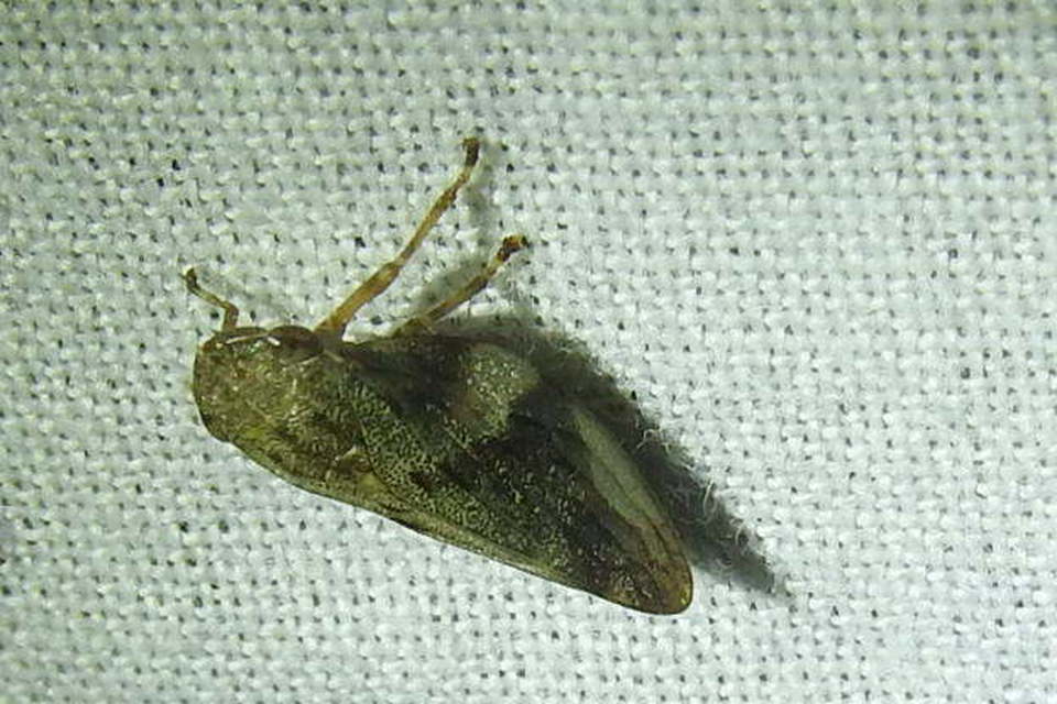 Aphrophora alni